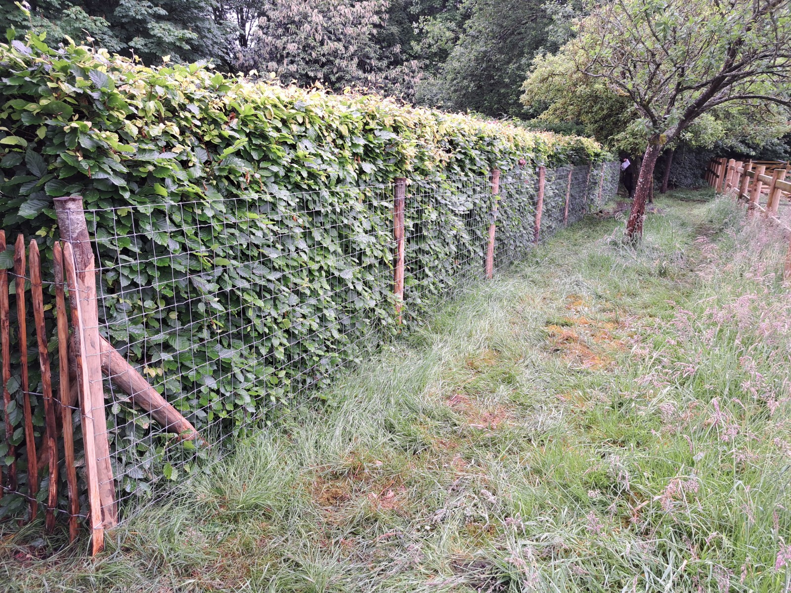 Hero - 01 Schapengaas laten plaatsen